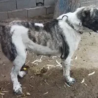 سگ ماده افغان