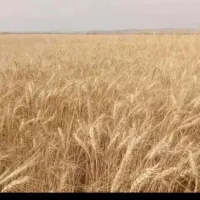 فروش زمین کشاورزی