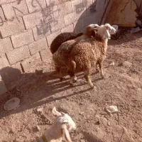 بره سه تا شیرازی نر  دونه ۱۱ میلیون و ۲۰۰ تومان