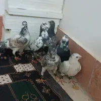 چنتا جوانه عالی