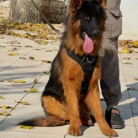 سگ ژرمن شپرد شولاین نر شش ماه جثه درشت فی ۲۵م ت|سگ|تهران, وردآورد|دیوار