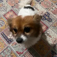 واگذاری سگ پامر اشپیتز|سگ|لنگرود, |دیوار