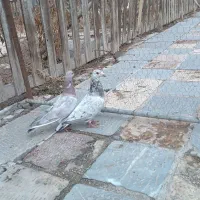 یک جفت هفرنگ فروشی|پرنده|اسفرورین, |دیوار