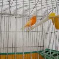 قناری پرتقالی نر زیبا