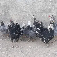 ۱عدد خروس گلین