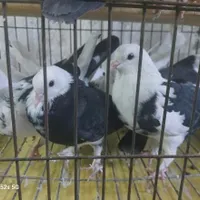 ۱۰ عدد کبوتر|پرنده|قم, زنبیل آباد|دیوار
