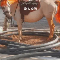 اسب مادیان وکره ۳ماهه