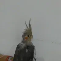 عروس  ۲ماهه خوشکل