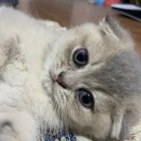 برتیش  فولد سیلور