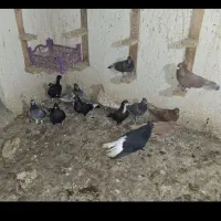 تعدادی کفتر|پرنده|اهواز, نادری|دیوار