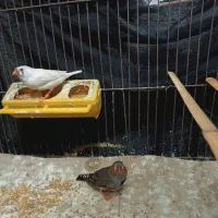 فروش جفت فنچ