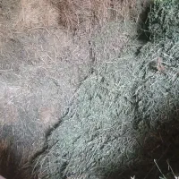 یونجه|حیوانات مزرعه|کبودرآهنگ, |دیوار