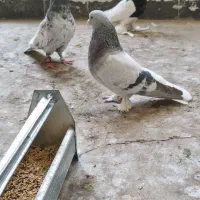 سرور.دم‌سفید.سرخ.