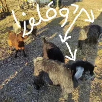 11بز جوان یکجا فروشی میباشد5تاش 2ماهه آبستنن