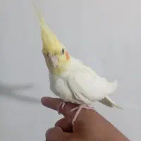 عروس هلندی|پرنده|اردبیل, |دیوار