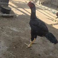خروس لاری