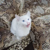 گربه پرشین. بریتیش