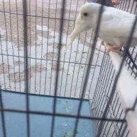 فروش ۱ جفت جوجه مرغ عشق