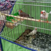 فنج|پرنده|خرمآباد, |دیوار