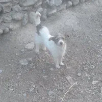 پاکوتاه ماده