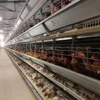 واگذاری مرغداری تخمگذار