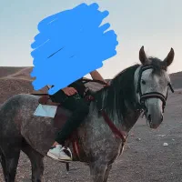 اسب ترکمن