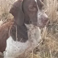 سگ شکاری پویینتر