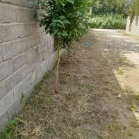 علف وچمن زنی