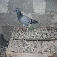 پلاکی