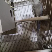 عروس هلندی مولد|پرنده|کاشان, باغ ماجد|دیوار