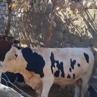 باسلام