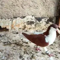 کبوتر پرشی|پرنده|بجنورد, |دیوار