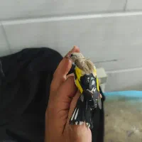 سهره نر جفتی زیبا کشیده
