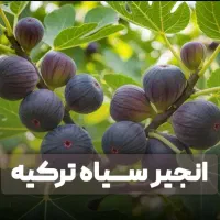 بزرگترین مجموعه فروش انواع و ارقام نهال