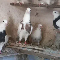 طوقی