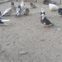 ۱۲عدد کبوتر درجه یک
