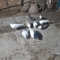 کفتر|پرنده|سبزوار, سیادتی|دیوار