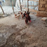 مرغ و خروس
