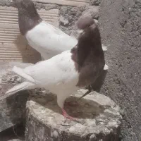 کبوتر قرمزی باش|پرنده|اهر, |دیوار