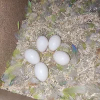 کوتوله برزیلی|پرنده|ابرکوه, |دیوار