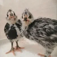 جوجه گلین لری