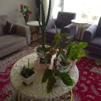 گل طبیعی