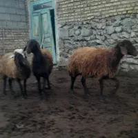 گوسفند|حیوانات مزرعه|مرند, |دیوار