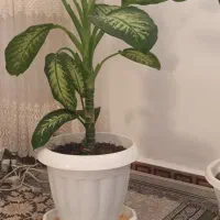 گل وگیاه|گل و گیاه طبیعی|الوند, |دیوار