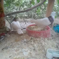 جوجه کبوتر|پرنده|باغ بهادران, |دیوار