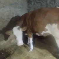 تلیسه سمینتال