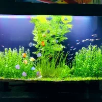 اکواریوم پلنت|ماهی|کازرون, |دیوار