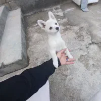 سگ شیواوا اشپیتز