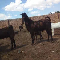 نربز پلنگی مولد