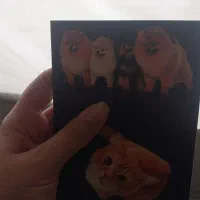 واگذاری گربه (واقعی)|گربه|ری, دولت‌آباد|دیوار